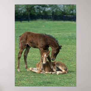Bob Langrish Two Morgan Horse Foals Playing Poster