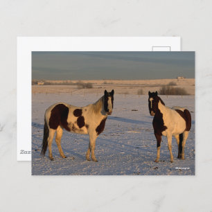 Bob Langrish   Two Paint Horses In The Snow Postcard