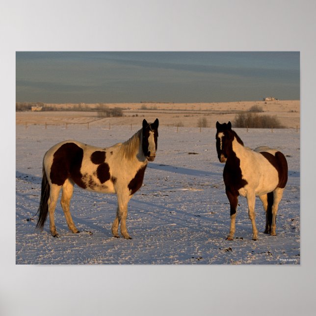 Bob Langrish | Two Paint Horses In The Snow Poster (Front)