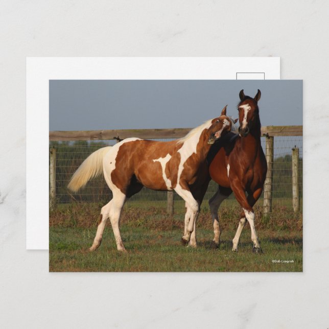 Bob Langrish | Two Paint Horses Playing Together Postcard (Front/Back)