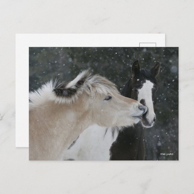 Bob Langrish | Two Ponies Meeting In Snow headshot Postcard (Front/Back)