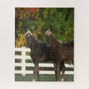Bob Langrish Two Rocky Mountain Foals Standing Jigsaw Puzzle