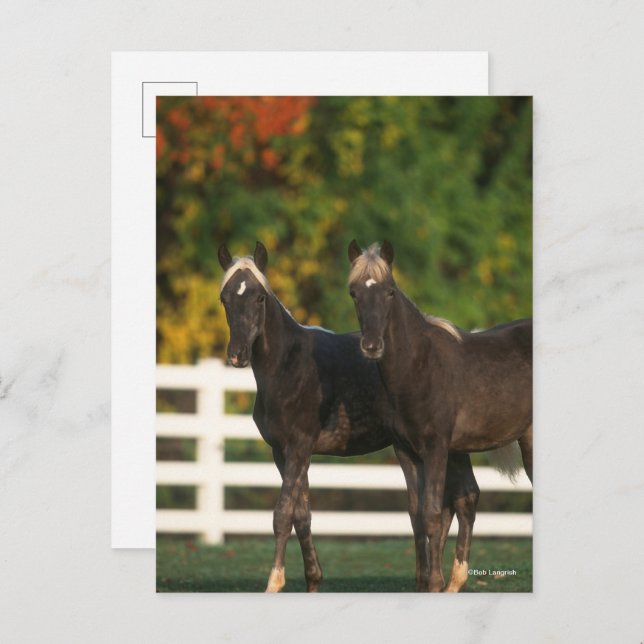 Bob Langrish | Two Rocky Mountain Foals Standing Postcard (Front/Back)