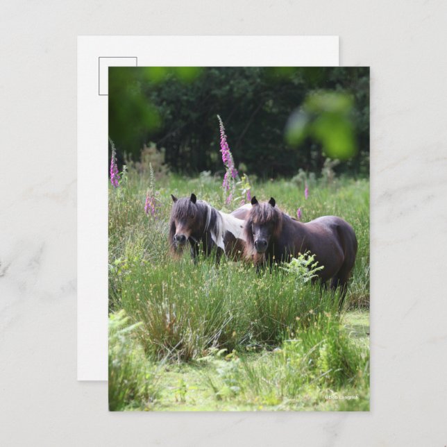 Bob Langrish Two Shetland Ponies Standing Together Postcard (Front/Back)