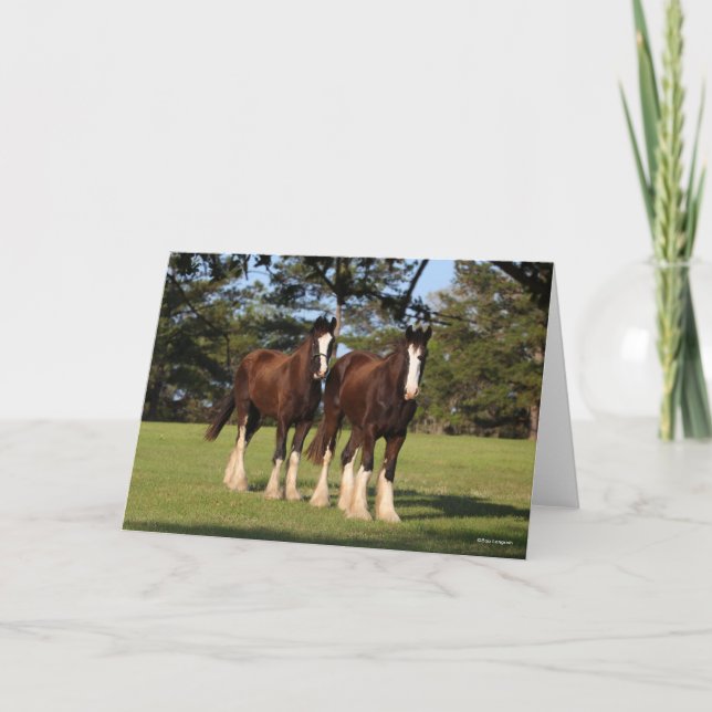Bob Langrish | Two Shire Horse Youngsters Standing Card (Front)