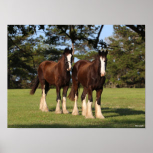 Bob Langrish   Two Shire Horse Youngsters Standing Poster
