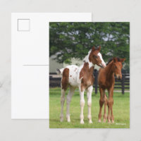 Bob Langrish | Two Sport Horse Foals Standing