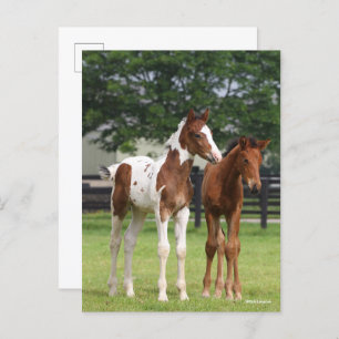 Bob Langrish Two Sport Horse Foals Standing Postcard