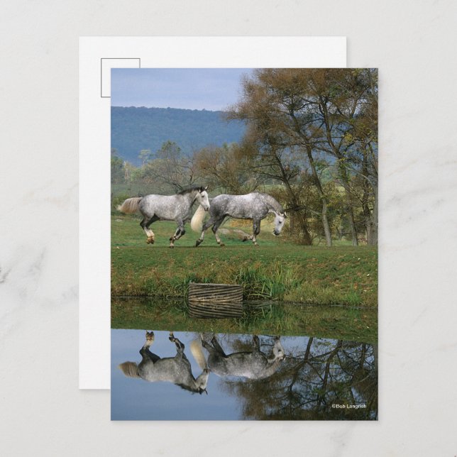 Bob Langrish | Two Together Warmbloods By Lake Postcard (Front/Back)