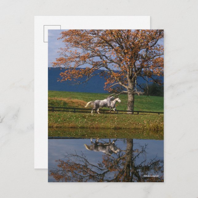Bob Langrish | Two Together Warmbloods By Lake Postcard (Front/Back)