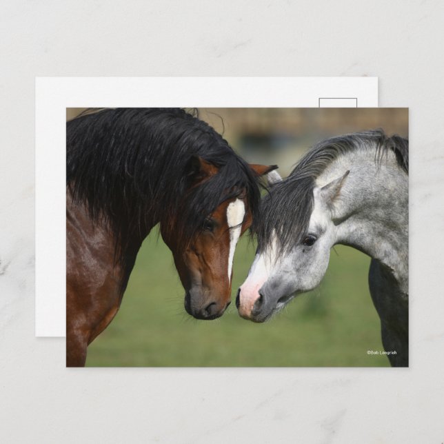 Bob Langrish | Two Welsh Ponies Meeting Postcard (Front/Back)