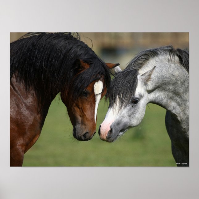 Bob Langrish | Two Welsh Ponies Meeting Poster (Front)