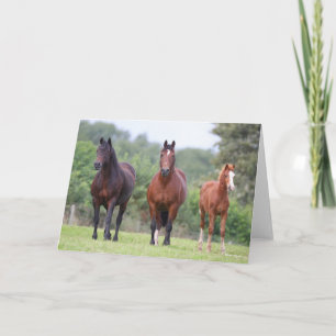 Bob Langrish   Two Welsh Ponies Standing With Foal Card