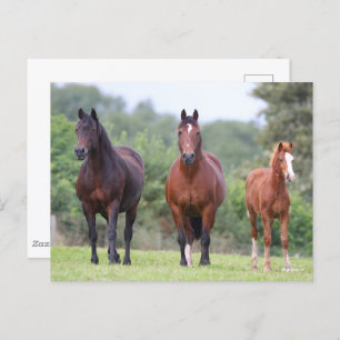 Bob Langrish Two Welsh Ponies Standing With Foal Postcard