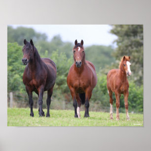 Bob Langrish Two Welsh Ponies Standing With Foal Poster
