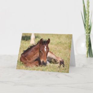 Bob Langrish   Warmblood Foal Lying Down In Grass Card