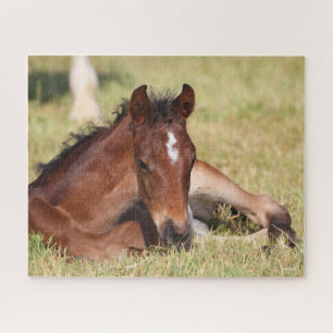Bob Langrish Warmblood Foal Lying Down In Grass Jigsaw Puzzle