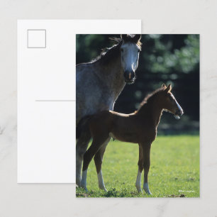 Bob Langrish Warmblood Mare and Foal Backlit Postcard