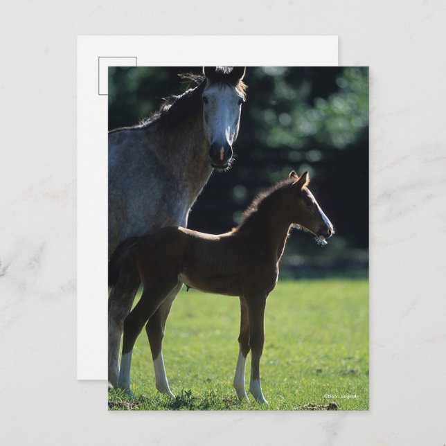 Bob Langrish | Warmblood Mare and Foal Backlit Postcard (Front/Back)