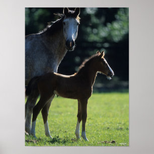 Bob Langrish Warmblood Mare and Foal Backlit Poster