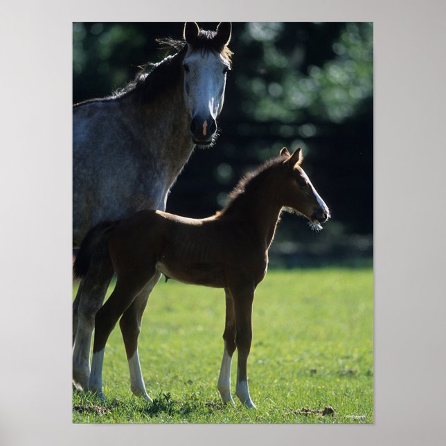 Bob Langrish | Warmblood Mare and Foal Backlit Poster (Front)