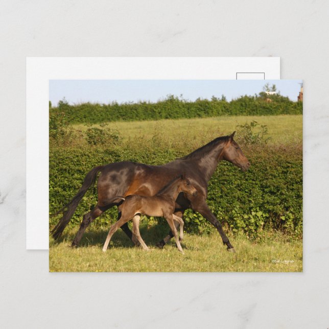 Bob Langrish | Warmblood mare and Foal Walking Postcard (Front/Back)