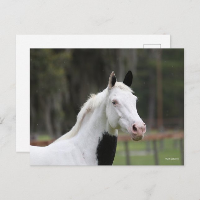 Bob Langrish | Warmblood Pinto Horse Headshot Postcard (Front/Back)
