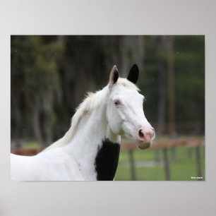 Bob Langrish   Warmblood Pinto Horse Headshot Poster