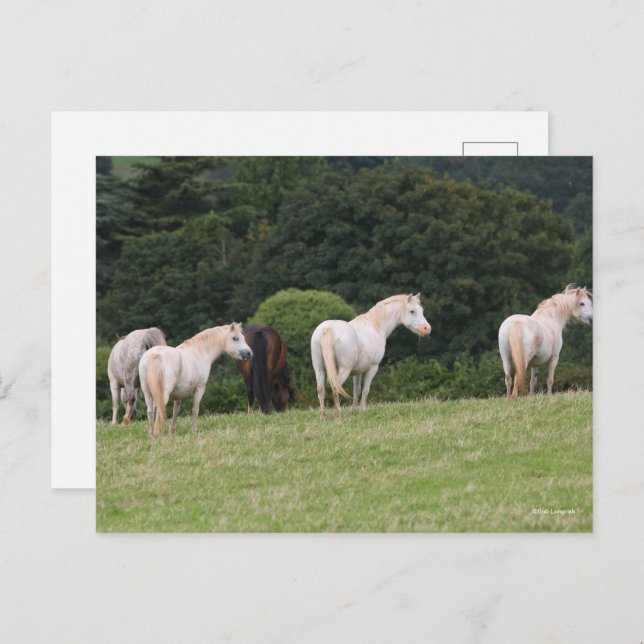 Bob Langrish | Welsh  Ponies Standing In Field Postcard (Front/Back)