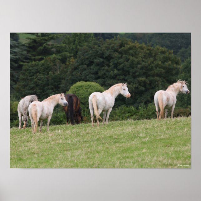 Bob Langrish | Welsh  Ponies Standing In Field Poster (Front)
