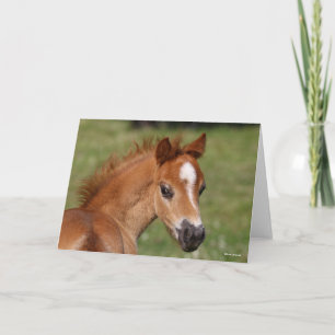 Bob Langrish   Welsh Pony Foal Headshot Card
