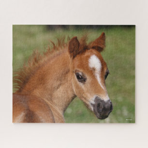 Bob Langrish Welsh Pony Foal Headshot Jigsaw Puzzle