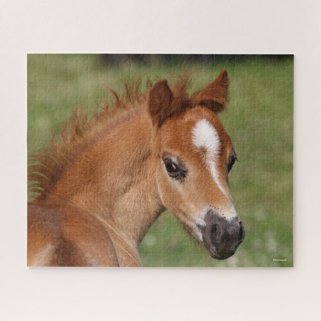 Bob Langrish | Welsh Pony Foal Headshot Jigsaw Puzzle (Horizontal)