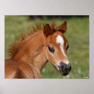 Bob Langrish   Welsh Pony Foal Headshot Poster