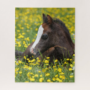 Bob Langrish Welsh Pony Foal Lying In Grass Jigsaw Puzzle