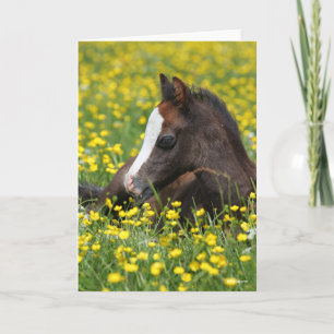 Bob Langrish   Welsh Pony Foal Resting In Flowers Card