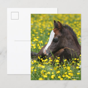 Bob Langrish Welsh Pony Foal Resting In Flowers Postcard