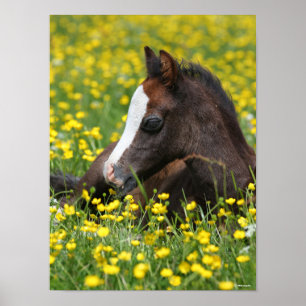 Bob Langrish Welsh Pony Foal Resting In Flowers Poster