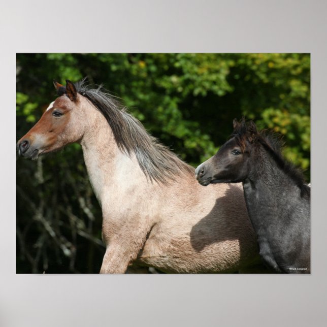 Bob Langrish | Welsh Pony Mare and Foal Headshot Poster (Front)