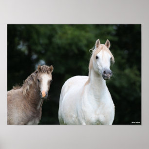 Bob Langrish   Welsh Pony Mare and Foal Poster