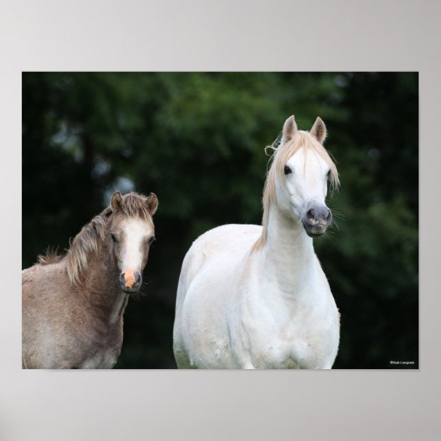 Bob Langrish | Welsh Pony Mare and Foal Poster (Front)