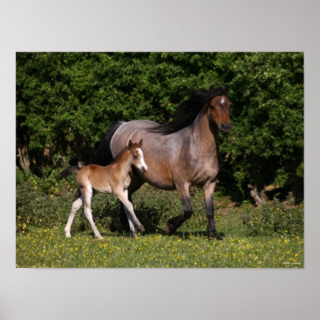 Bob Langrish | Welsh Pony Mare and Foal Running Poster (Front)