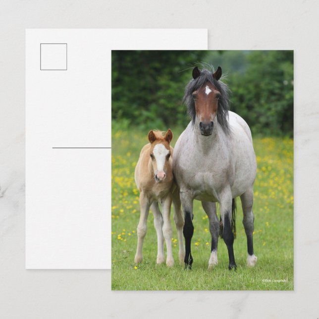 Bob Langrish | Welsh Pony Mare and Foal Standing Postcard (Front/Back)