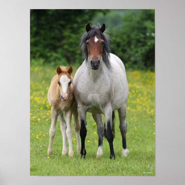 Bob Langrish | Welsh Pony Mare and Foal Standing Poster (Front)