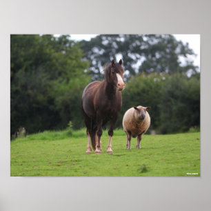 Bob Langrish Welsh Pony Mare Standing With Sheep Poster