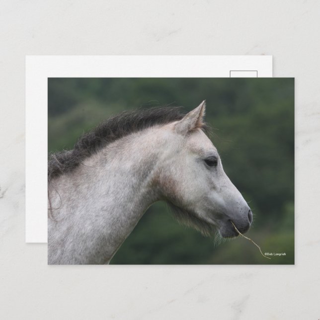 Bob Langrish | Welsh Section A Pony Headshot Postcard (Front/Back)