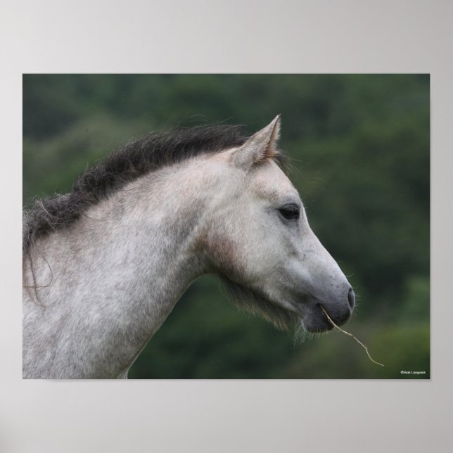 Bob Langrish | Welsh Section A Pony Headshot Poster (Front)