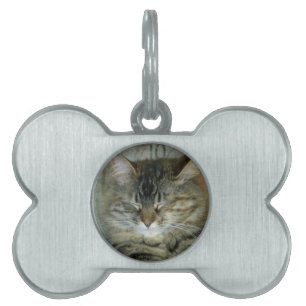 Bob Pet ID Tag