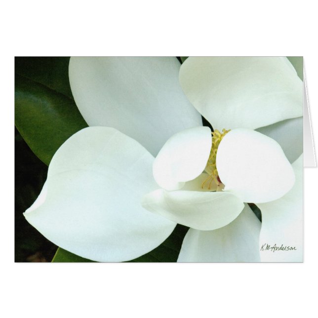 Bobby's Magnolia II (Front Horizontal)