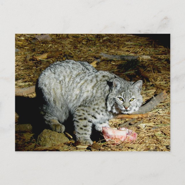 Bobcat ... Bearizona Postcard (Front)